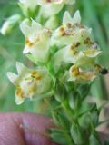 Digitalis micrantha